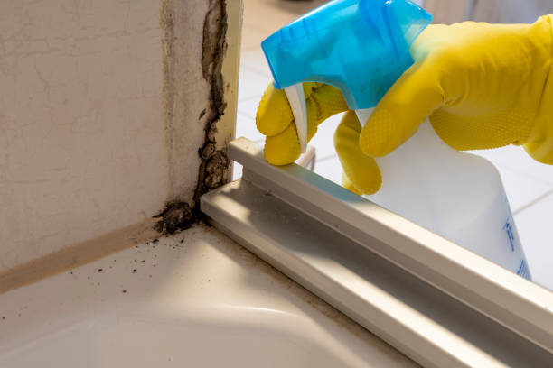 Professional Mold Remediation in Maple Glen, PA